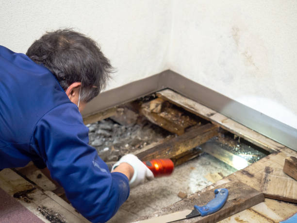 Best Best Mold Removal Companies  in Pineville, KY