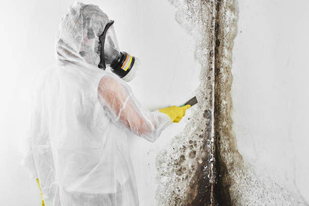 Attic Mold Removal in Pineville, KY