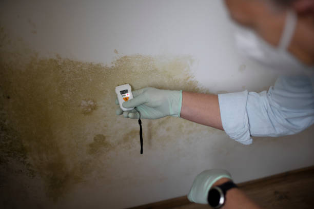 Best Mold Cleaning Services  in Pineville, KY
