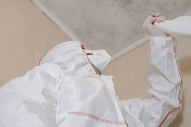 Best Same-Day Mold Removal  in Pineville, KY