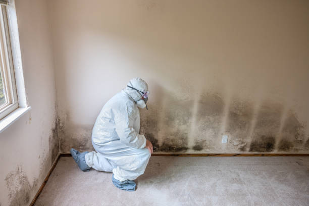 Best Toxic Mold Removal  in Pineville, KY