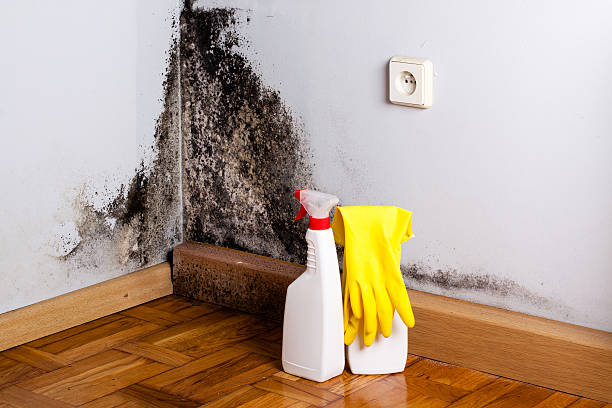 Best Mold Remediation  in Pineville, KY